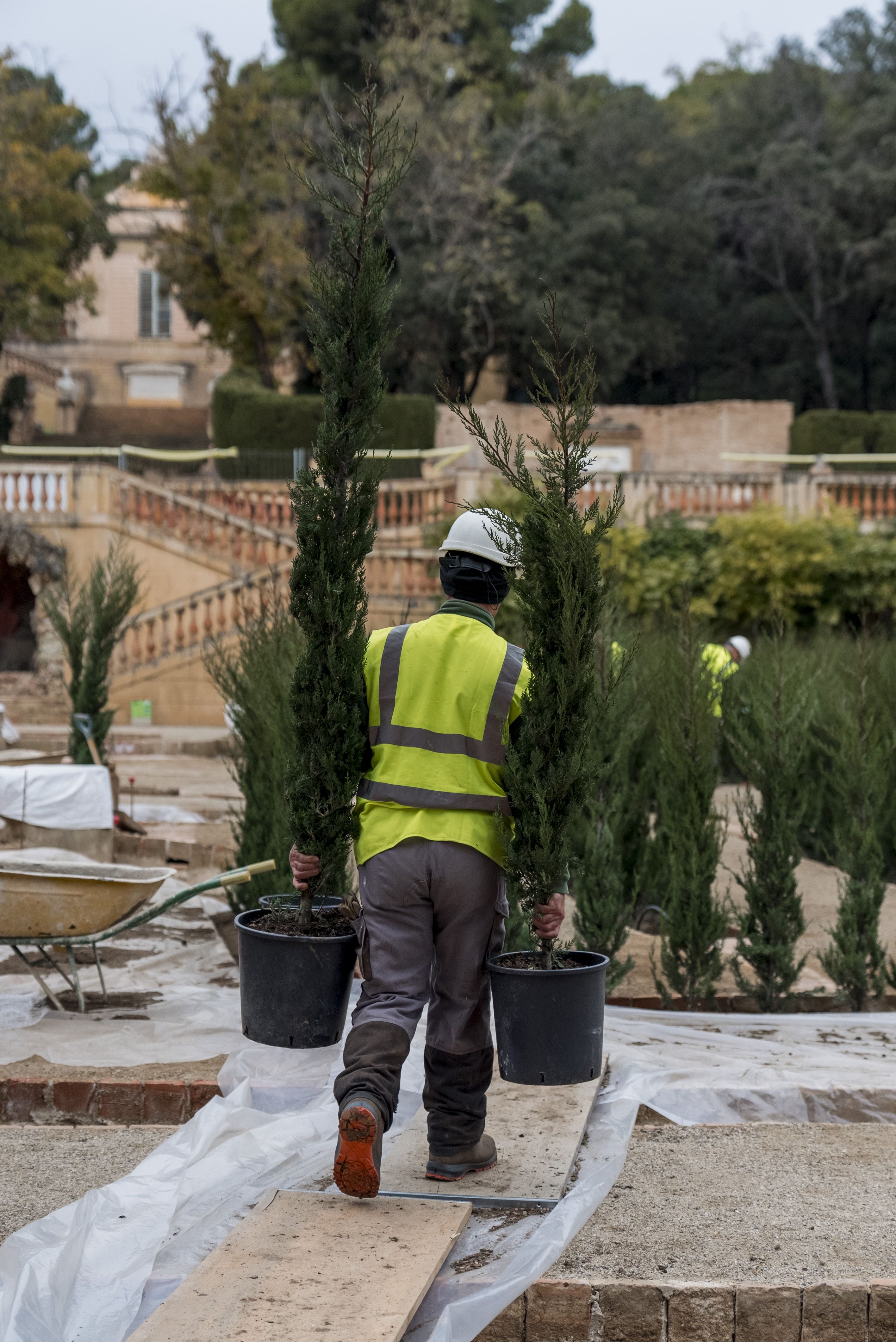 Barcelona inicia la plantació de 2.211 xiprers per restaurar el Laberint d’Horta2