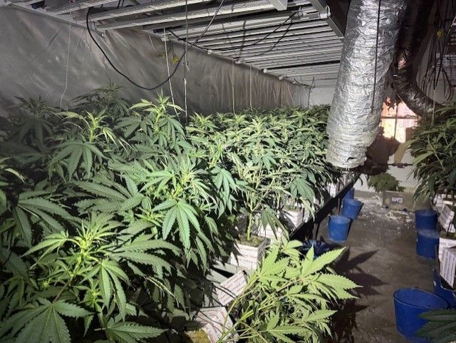 Una de les plantacions de marihuana desmantellades en pisos del districte de Sant Martí de Barcelona