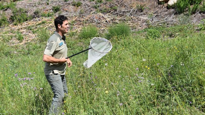 Aquest any s'ha corroborat una davallada d'espècies generalistes en el Parc de la Serralada Litoral. Foto Roser Loire