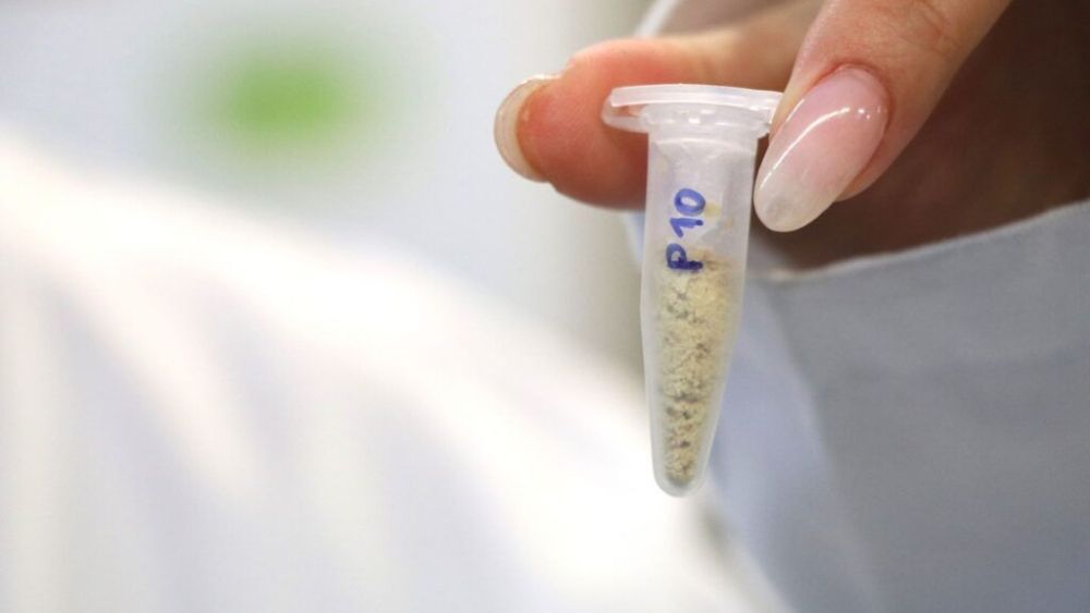 Vial amb una mostra de pols de sarment, preparada per ser emmagatzemada al congelador