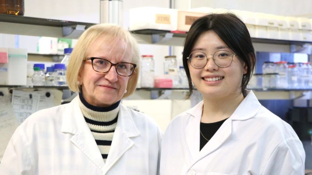 Francesca Fort i Qiying Lin Yang, investigadores del Departament de Bioquímica i Biotecnologia de la URV