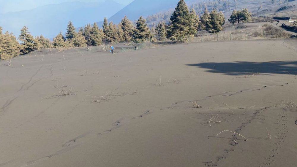 Sota aquesta muntanya de cendra volcànica hi havia una vinya