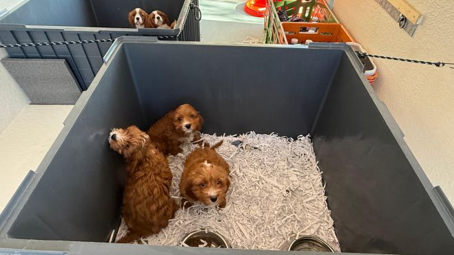 Criador gossos Mossos