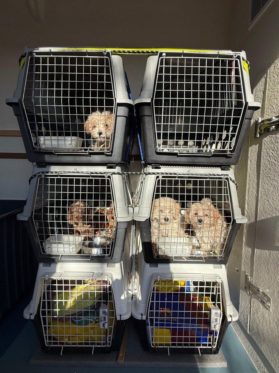 Criador gossos Mossos d'Esquadra