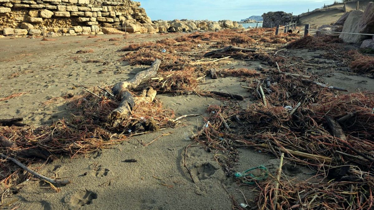 Restes vegetals a les platges de Sant Martí d'Empúries, a l'Escala, després del temporal
