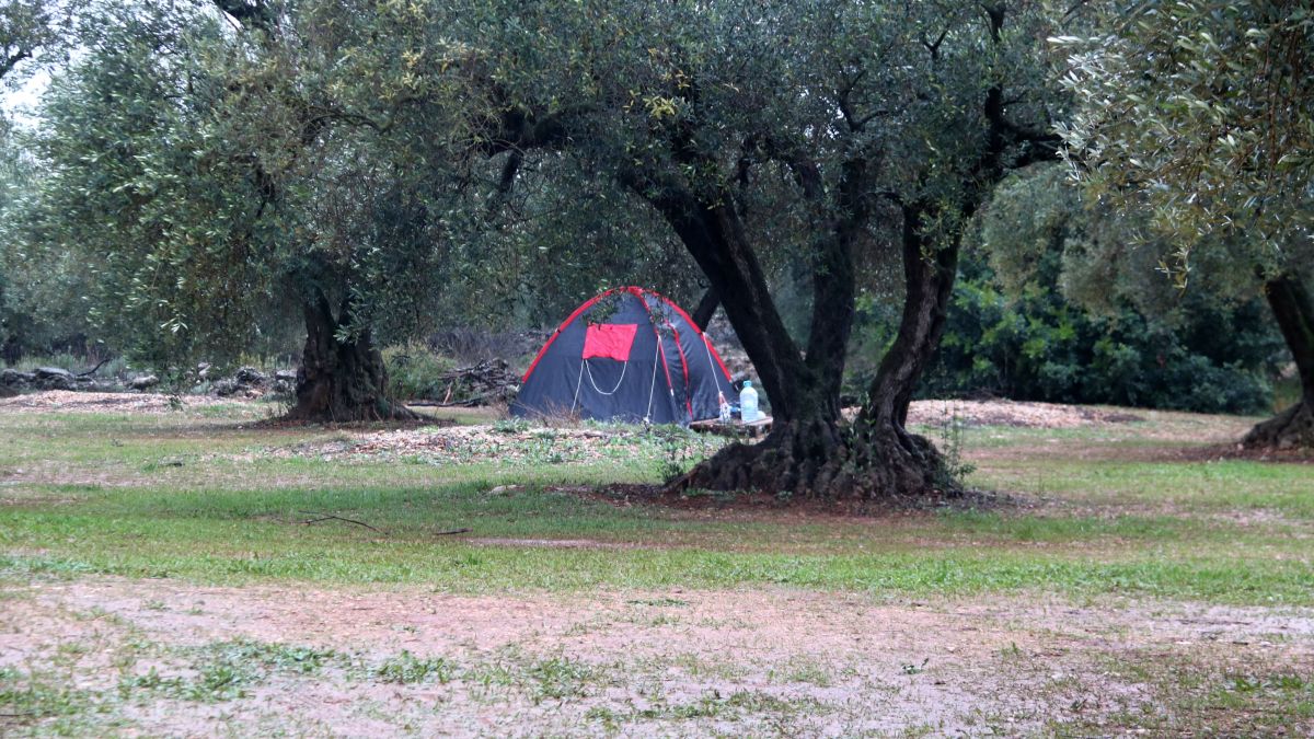Una tenda de campanya dels participants de la rave al mig d'un camp d'oliveres de la Sénia