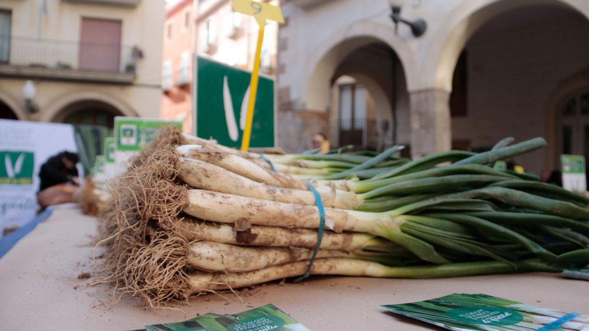 Detall d'un manat de calçots participant al concurs de cultivadors de Valls