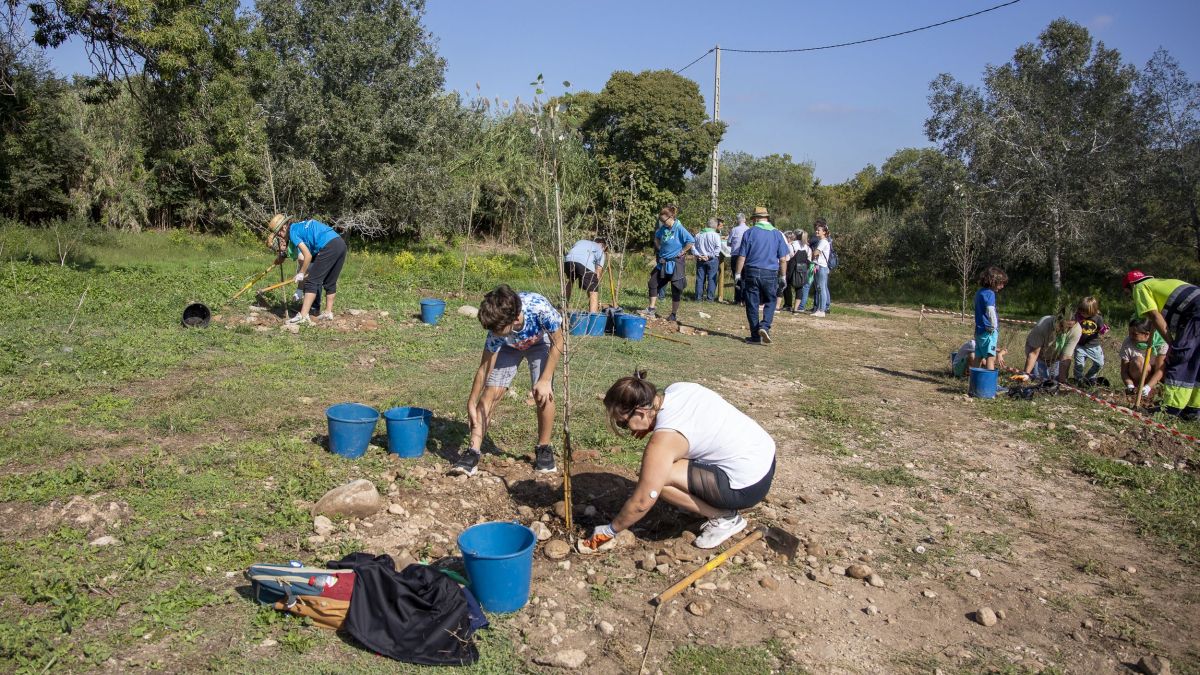 El Morell impulsa una nova plantada popular per recuperar el bosc de ribera del Glorieta 1