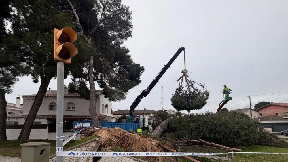 Un arbre arrencat completament de terra pel fort vent a Cambrils