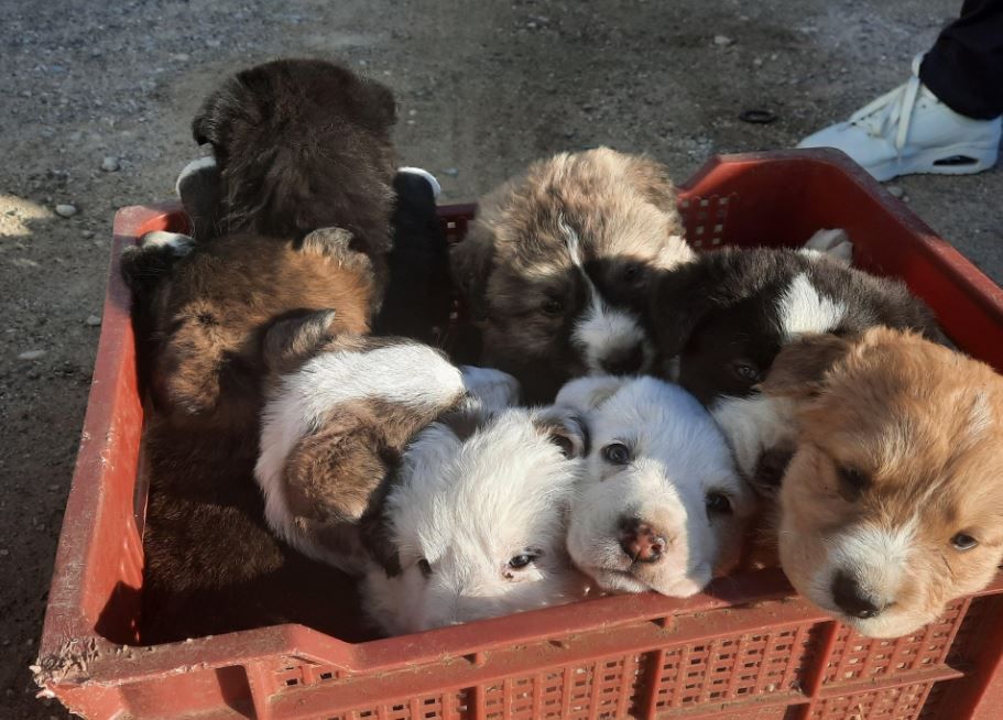 Foto de Protectora d'Animals Lydia Argilés - Lleida Foto de Protectora d'Animals Lydia Argilés - Lleida