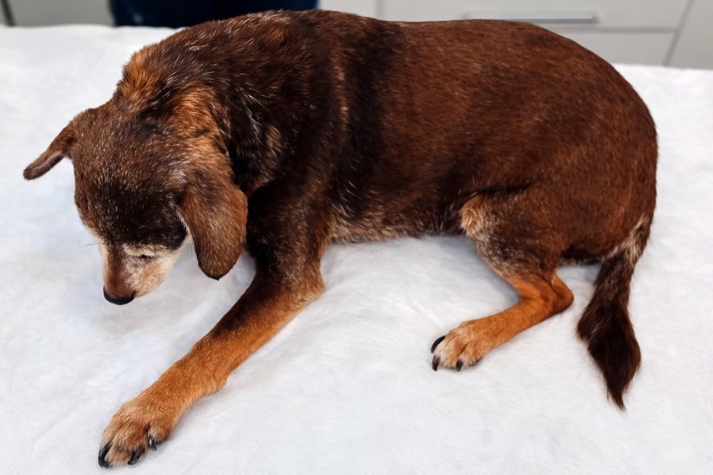 Gossa abandonada a les portes de la protectora Aixopluc de Manresa