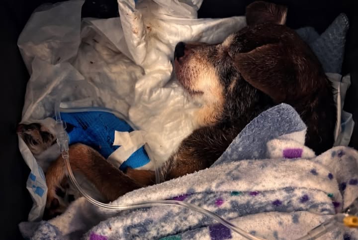 Gossa abandonada a les portes de la protectora Aixopluc de Manresa 2