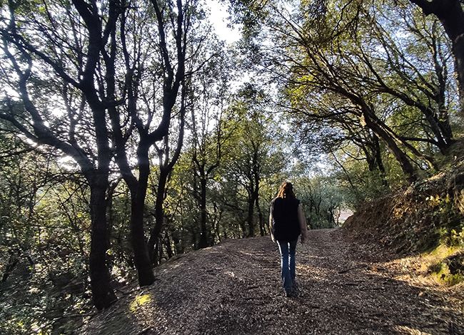 Castanyers centenaris, al Brull