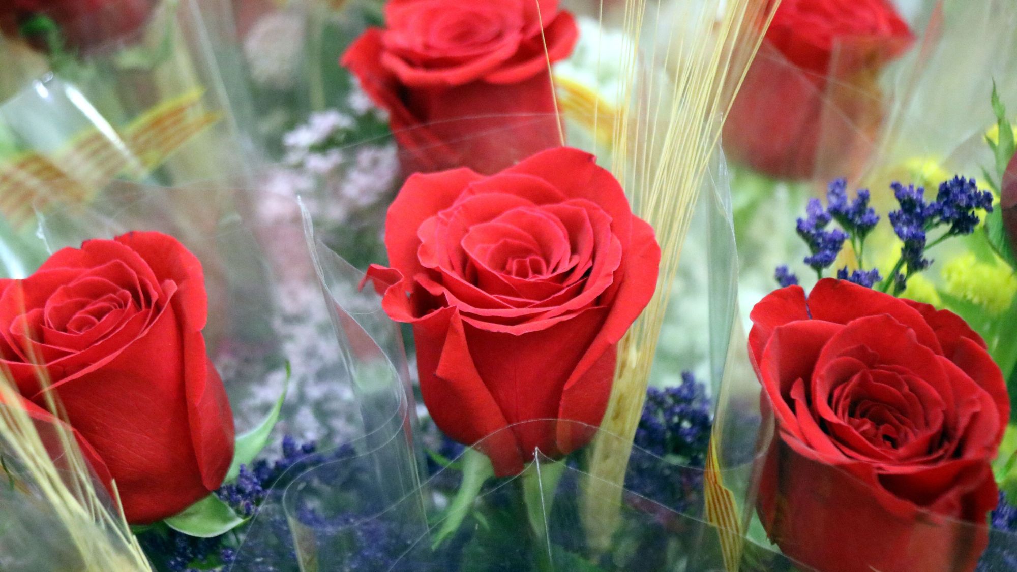 Les vermelles seran un Sant Jordi més les més venudes