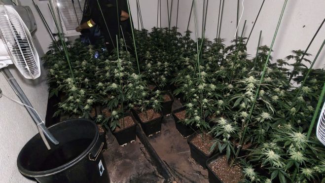 Plantes de marihuana de l'escorcoll realitzat al barri de Campclar