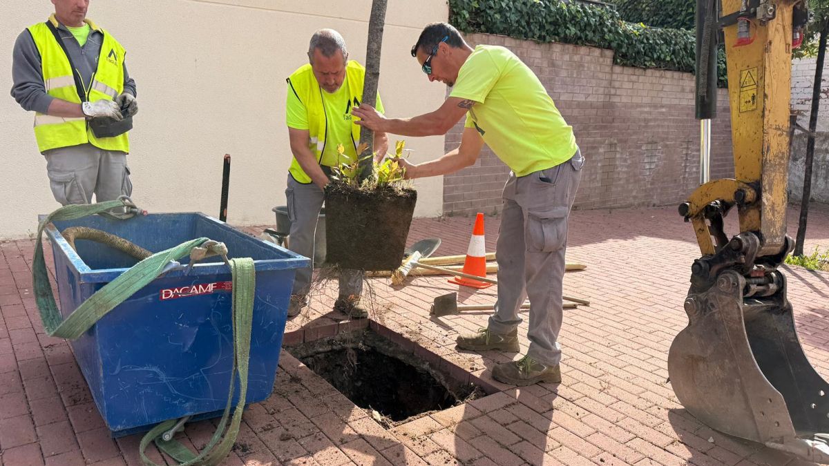 Plantació d'arbrat a Reus