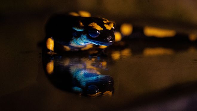 salamandra