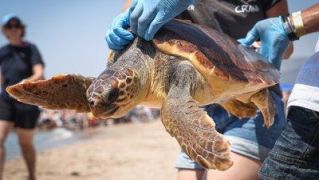tortuga