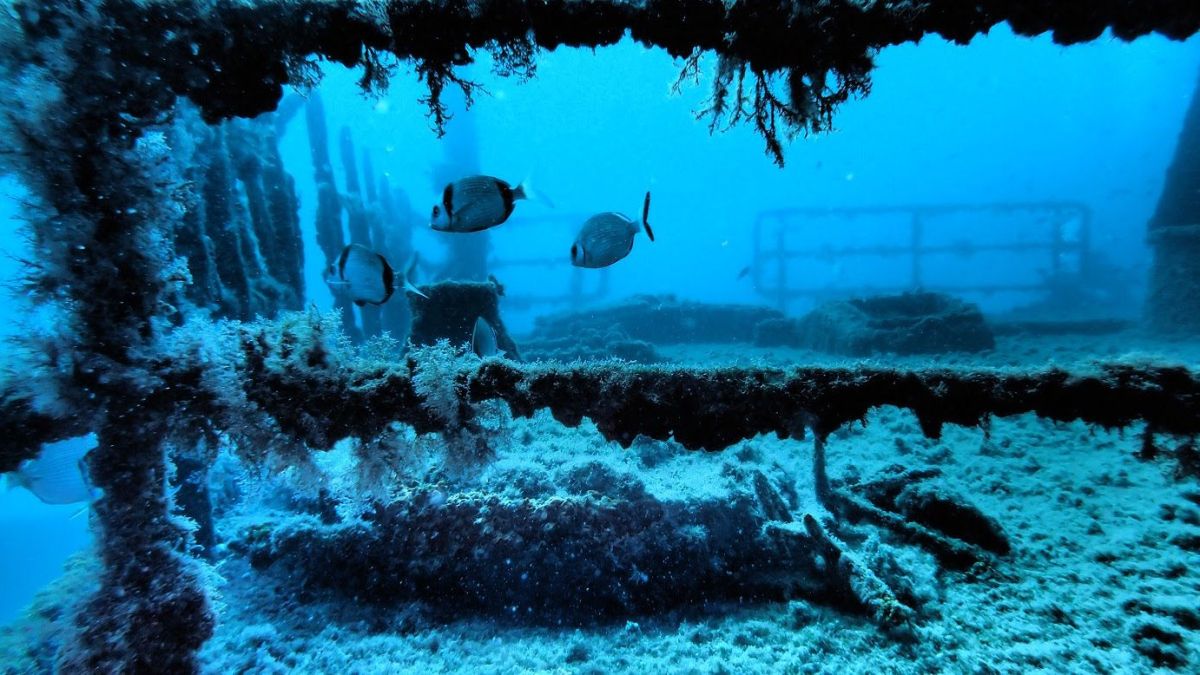 Tarragona es converteix en la capital catalana de la fotografia submarina aquest cap de setmana 1