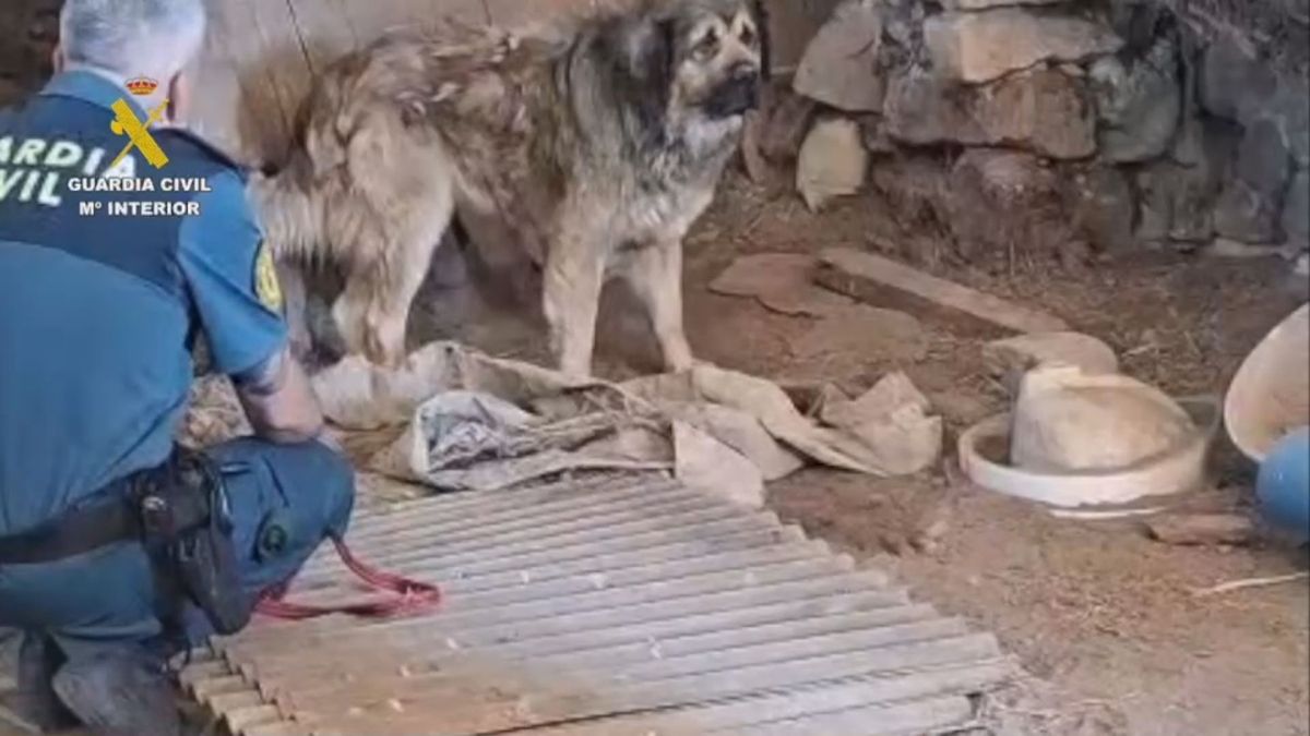 Un dels gossos desnodrits que s'ha localitzat en una masia abandonada i en ruïnes d'Igualada (2)