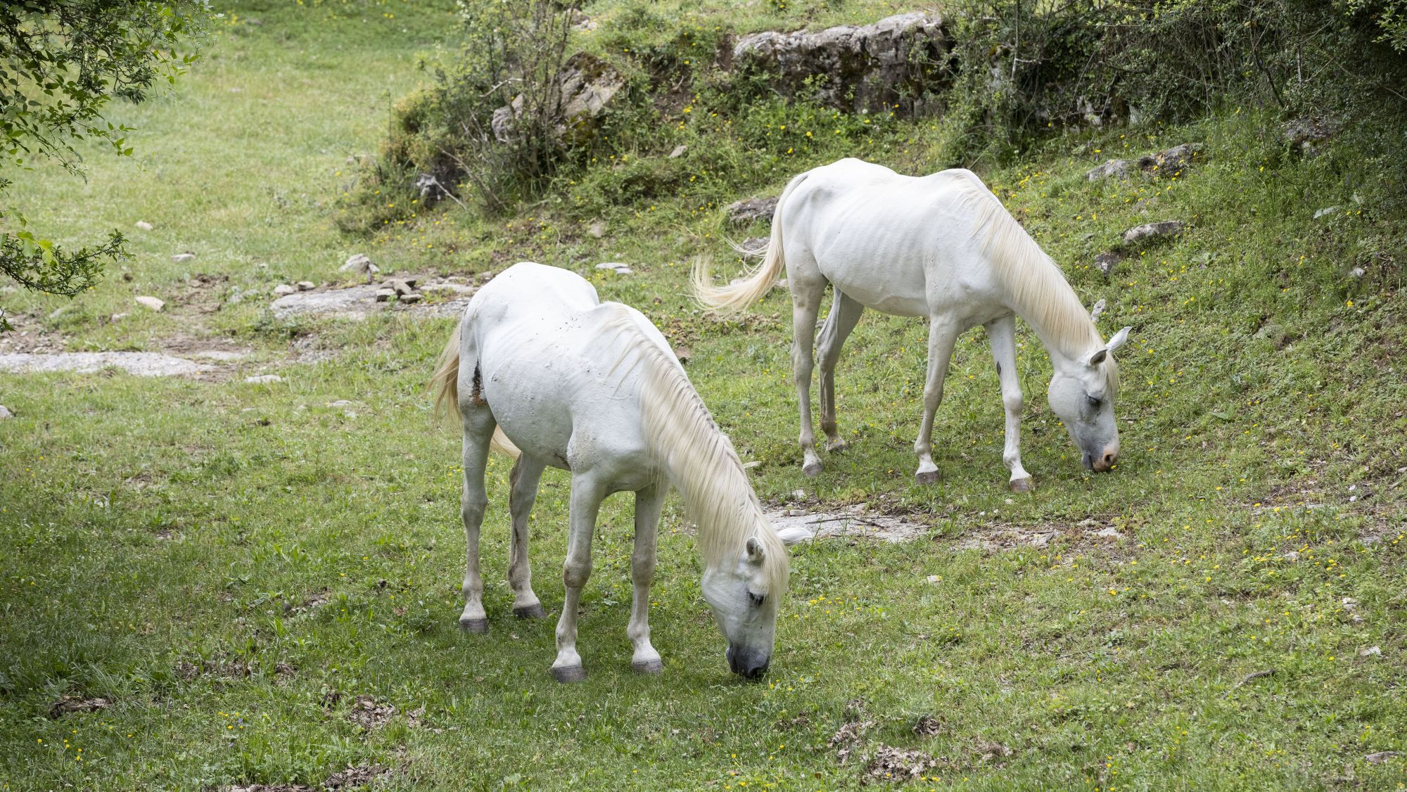 Cavalls pasturant a Sora, un dels projectes de silvopastura extensiva Òscar Giralt Diputacio Barcelona