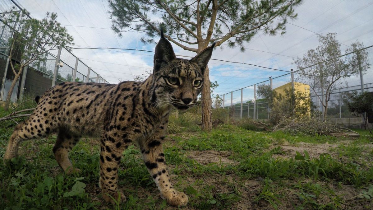Linx de Antonio Rivas
