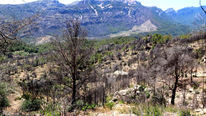 Paisatge cremat un any després de l'incendi de Paüls