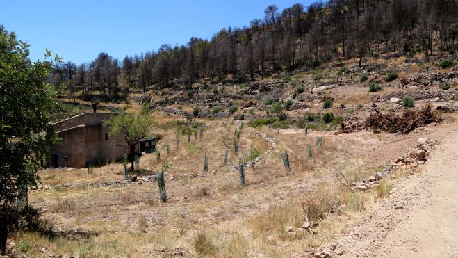 Pinar cremat sobre una de les finques afectades pel foc
