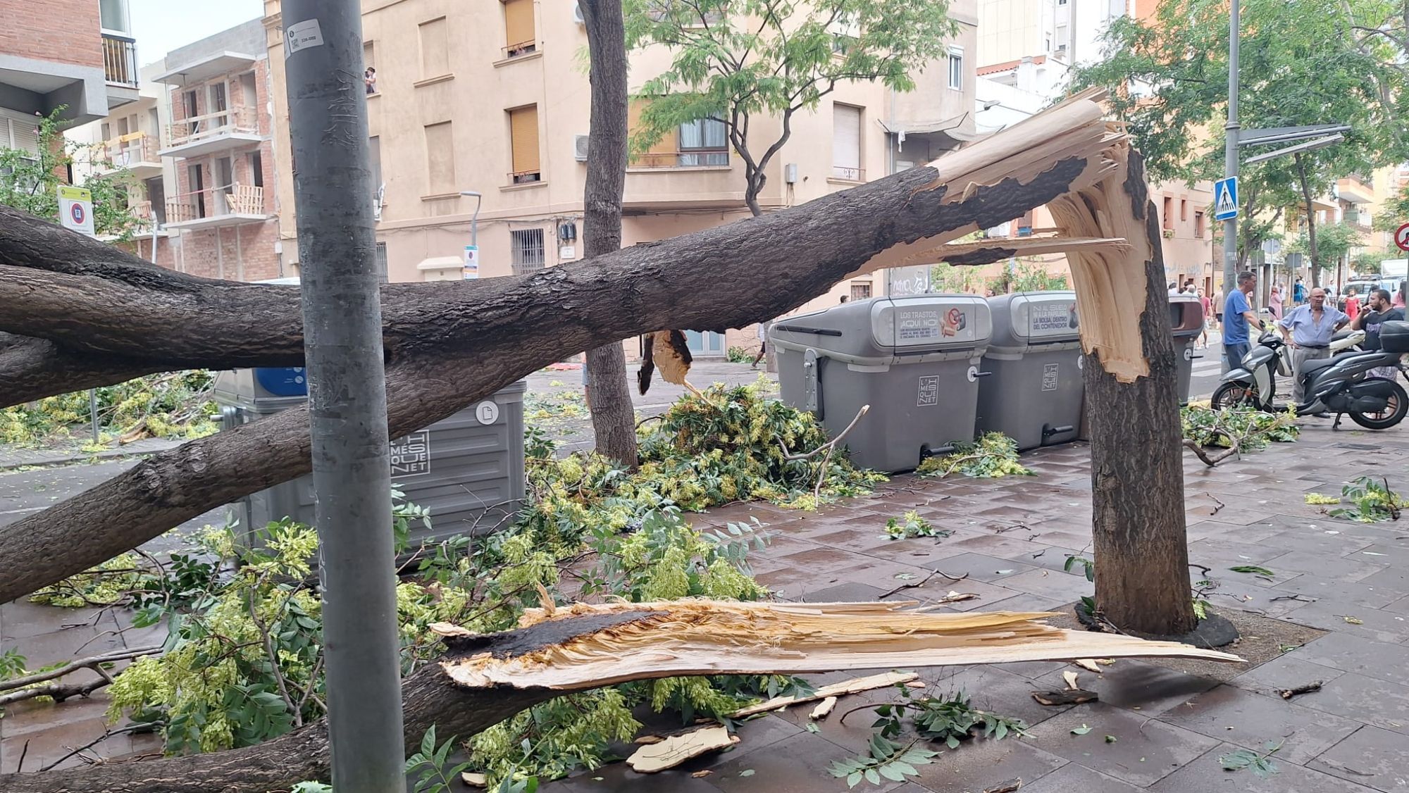 Un arbre trencat pel vent d'un esclafit a l'Hospitalet de Llobregat