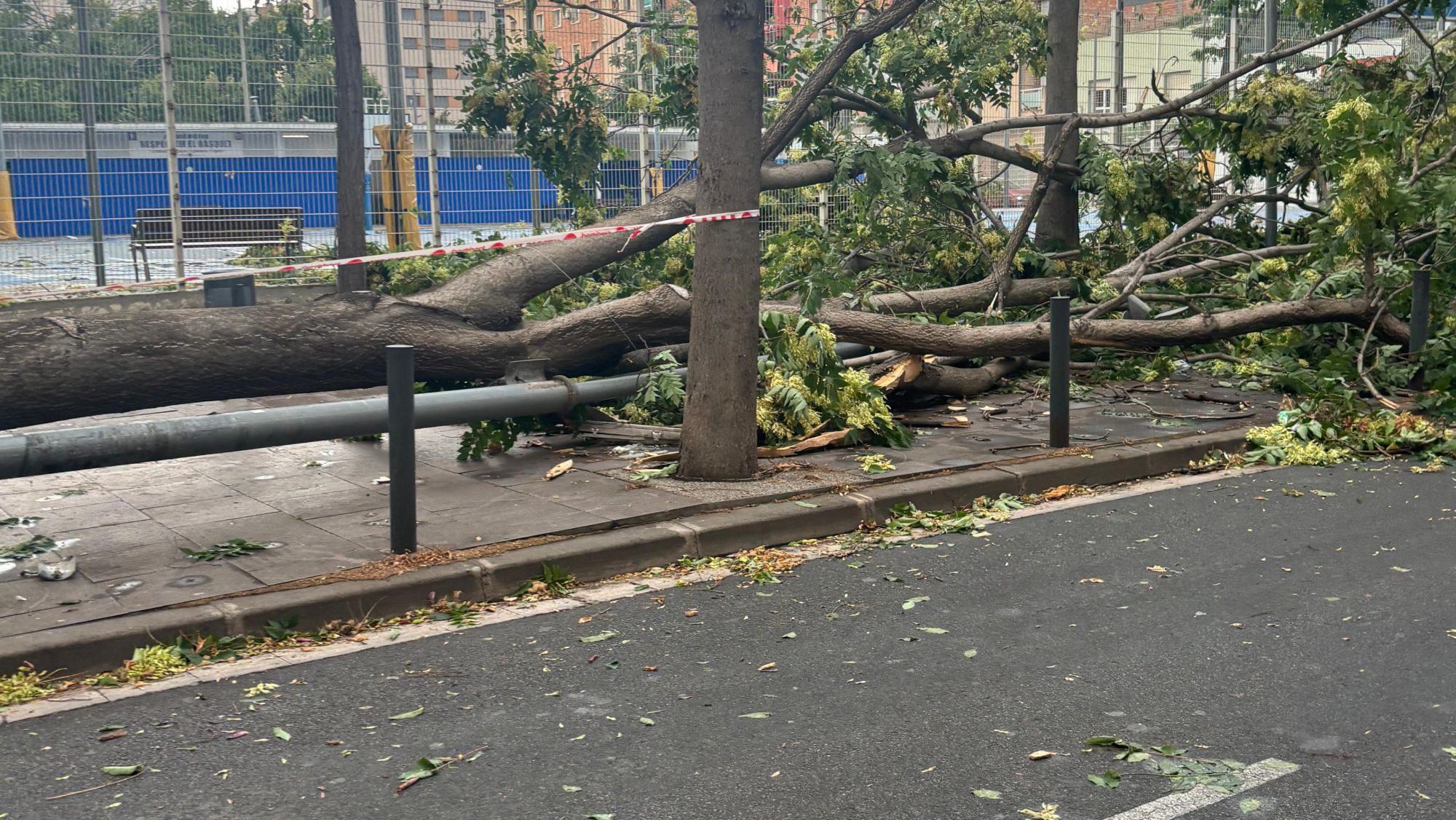 Un arbre trencat pel vent d'un esclafit a l'Hospitalet de Llobregat 1