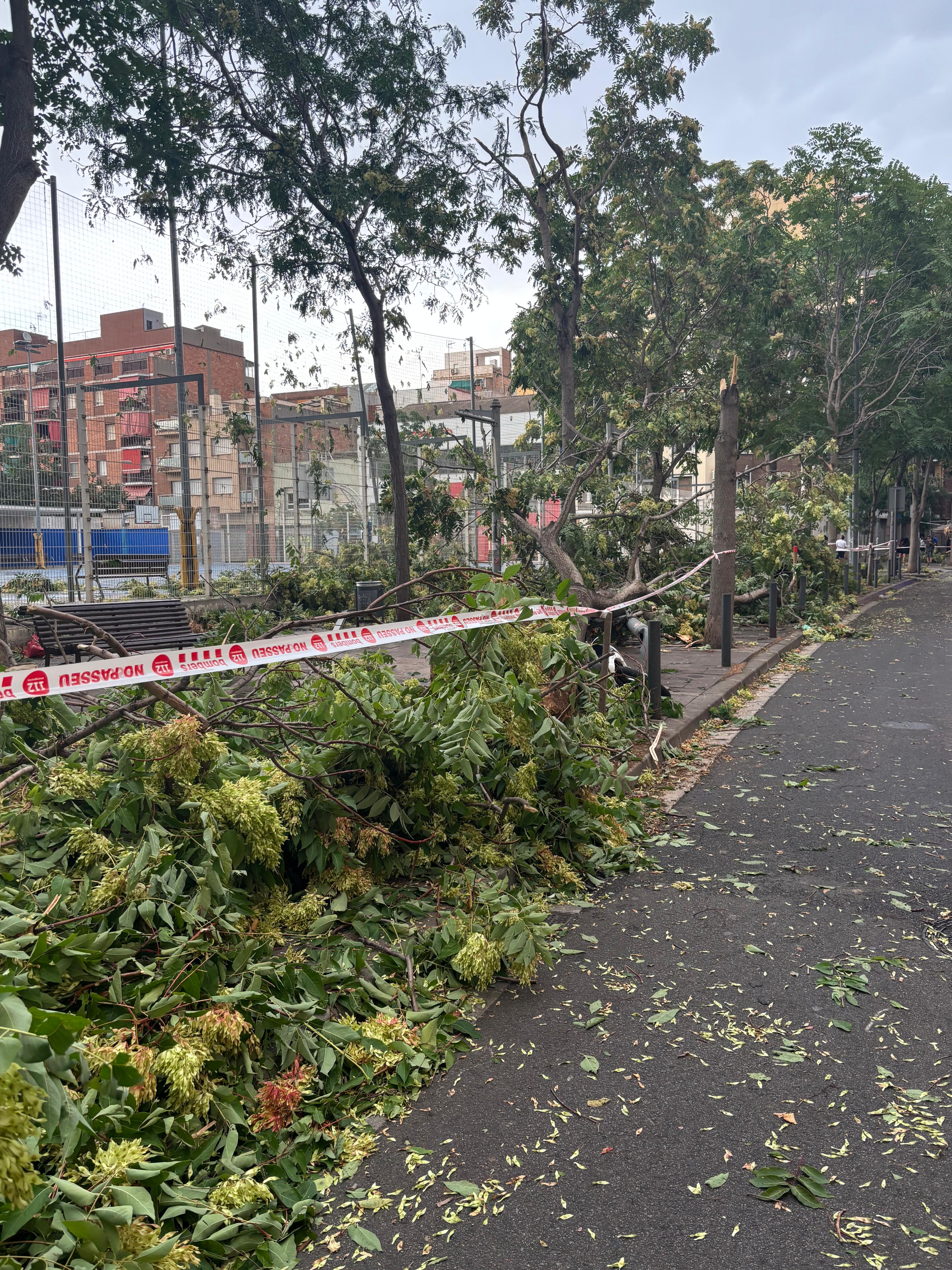 Arbres trencats pel vent d'un esclafit a l'Hospitalet de Llobregat