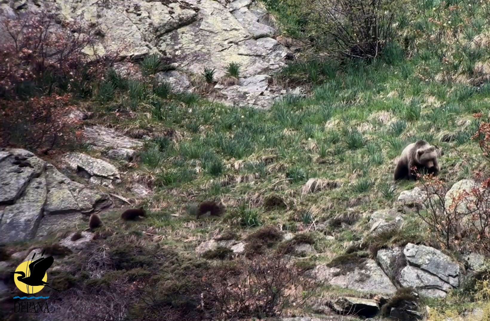 Vídeo | Imatges del seguiment científic de l'os bru a la Val d'Aran, on s'han documentat per primera vegada dues osses amb tres cadells cadascuna.