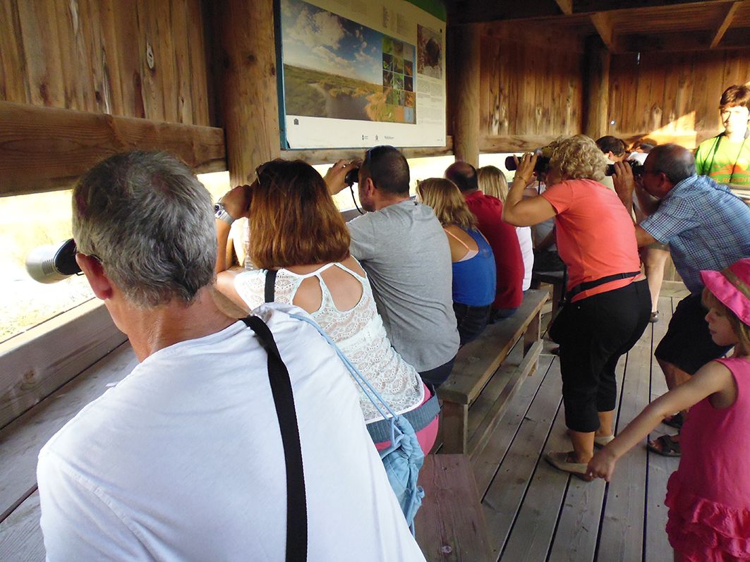 Observatori d'aus (1)