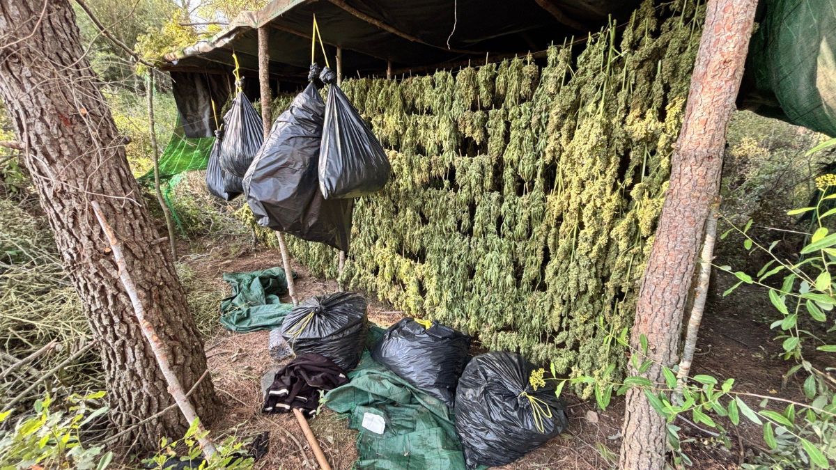 Plantació de marihuana desmantellada a Montblanc