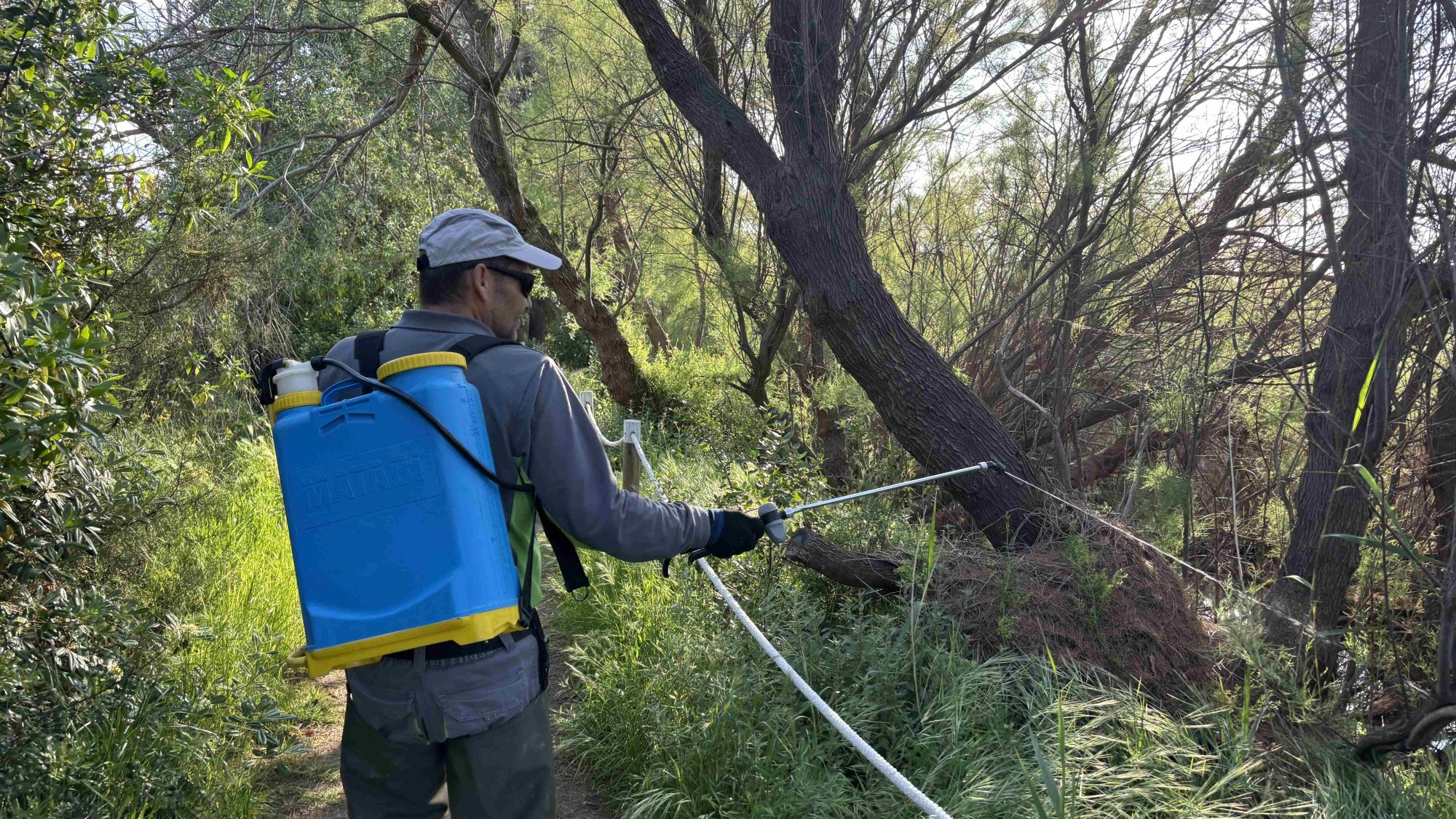 Tractament contra els mosquits a Torredembarra