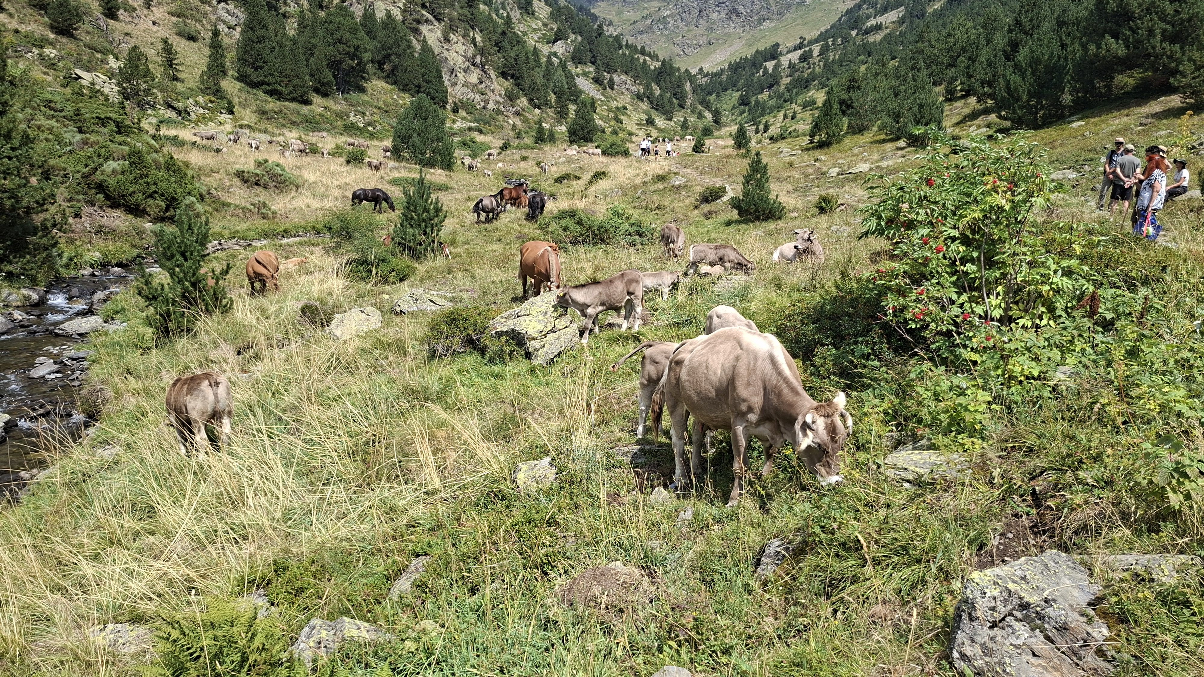 Un grup de vaques i cavalls pasturant | FOTO: R.S. (ANA)