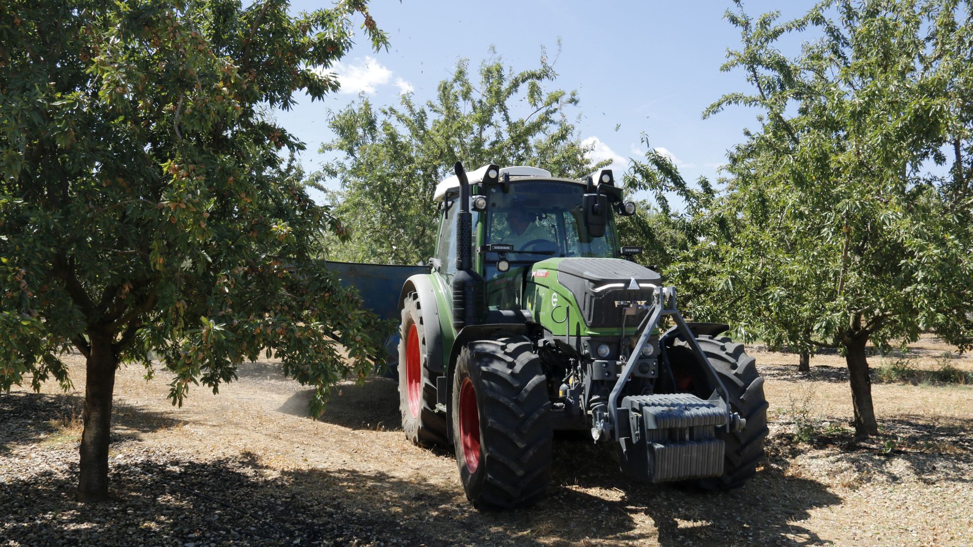 Un tractor treballa collint ametlles en una finca de Sarroca de Lleida