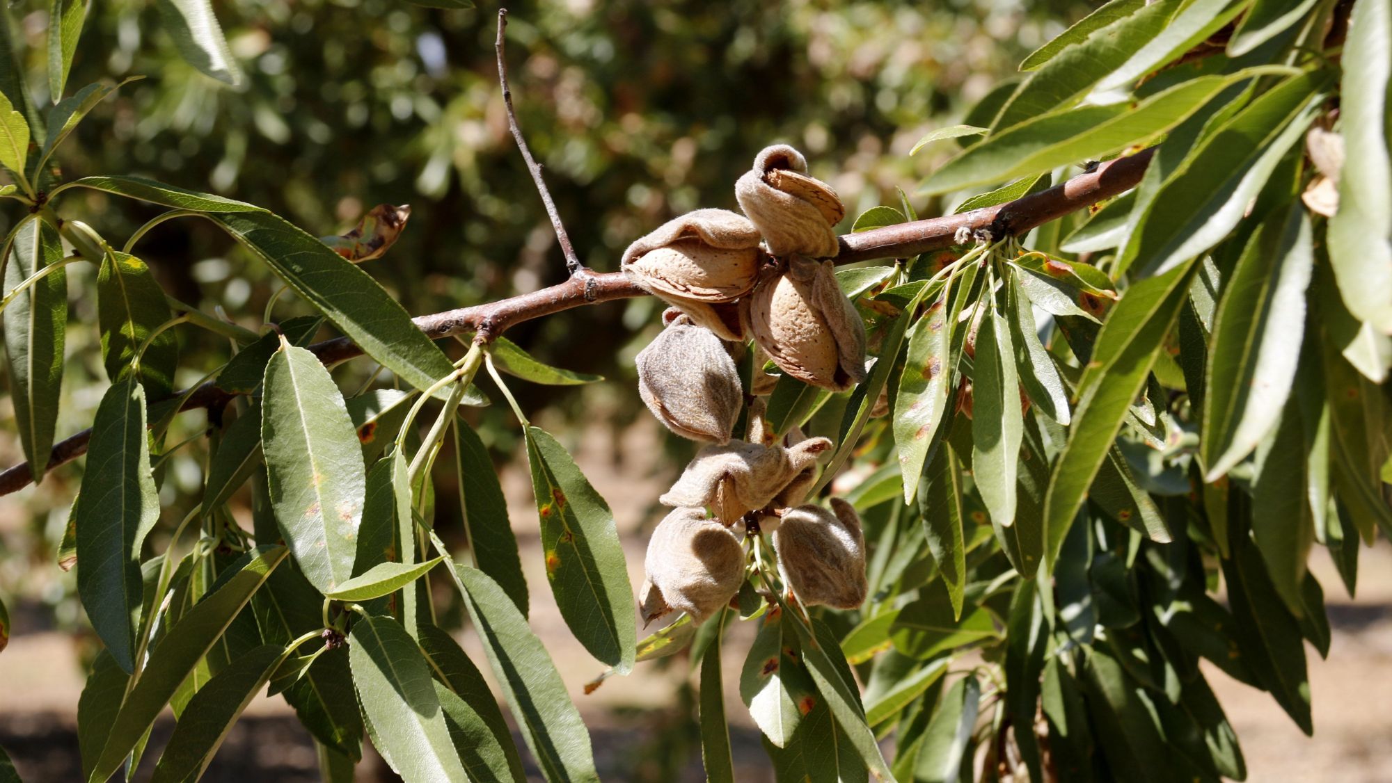 Ametlles a l'arbre en una finca de Sarroca de Lleida