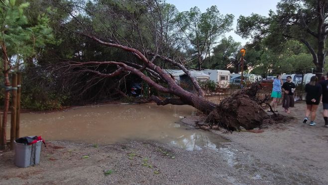 Un arbre caigut al càmping Les Palmeres de Tarragona