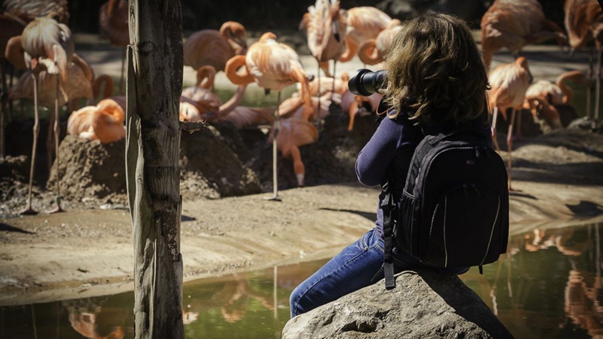 Del 24 al 27 de setembre, els infants de fins a 12 anys podran accedir gratuïtament al Zoo de Barcelona
