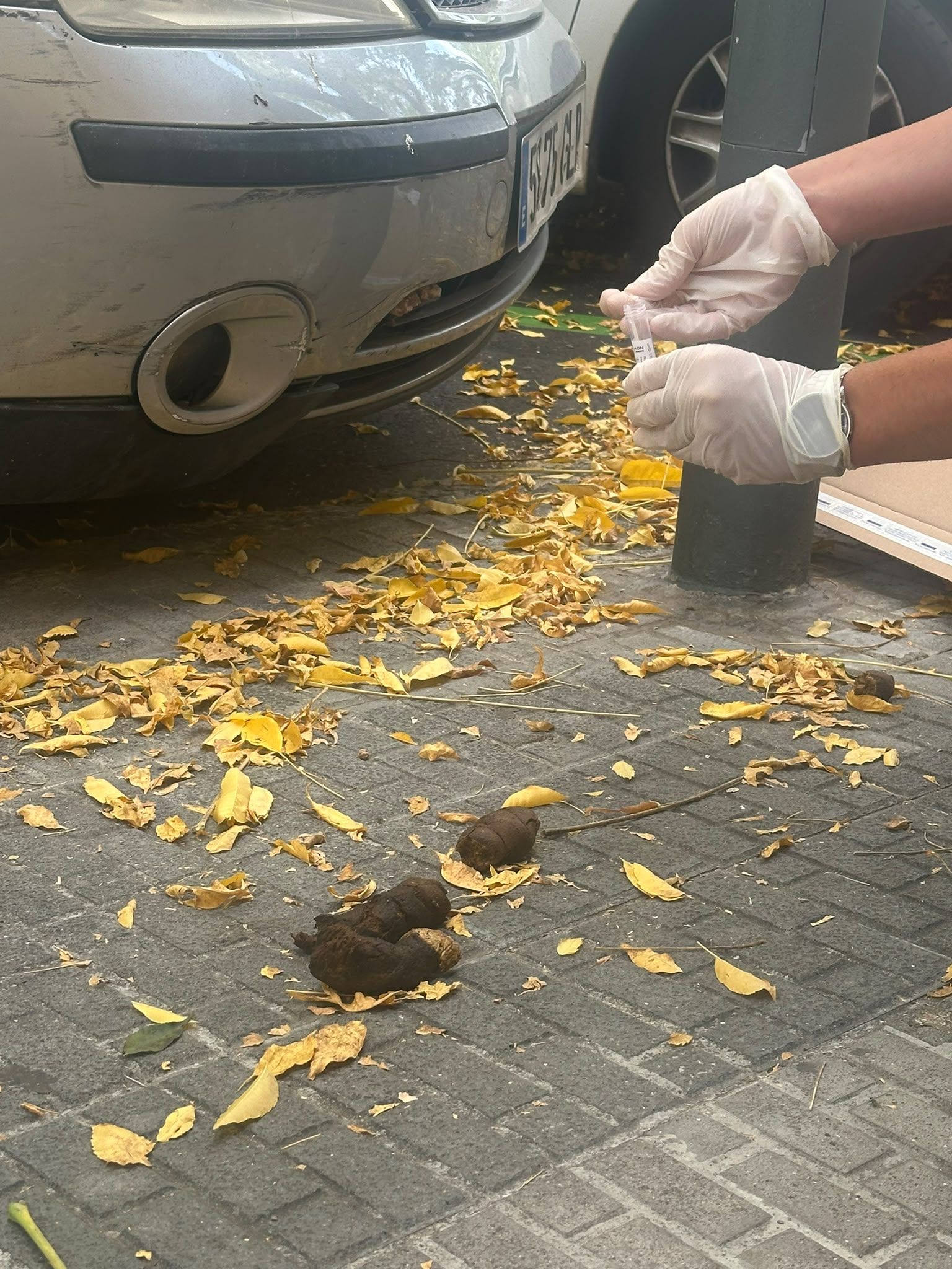 Tarragona comença a analitzar excrements de gos per sancionar els propietaris incívics