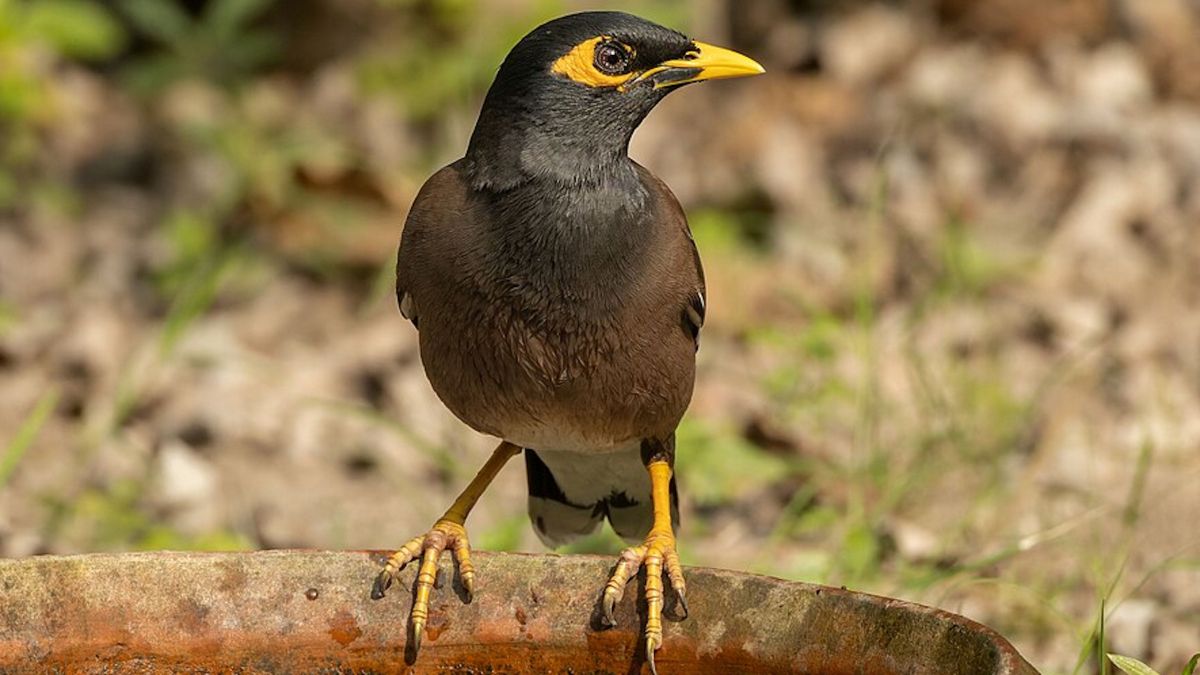 Un exemplar de mainà comú, una de les espècies que podria comportar un risc ambiental elevat en el cas que envaeixi les illes Canàries