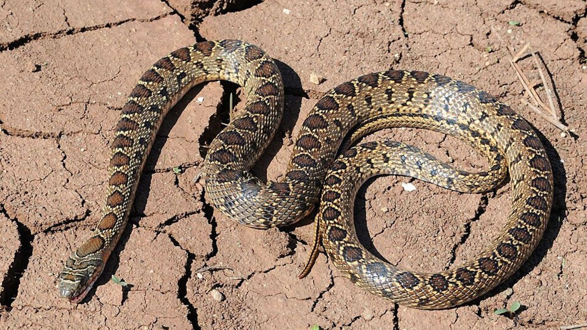 Un exemplar de colobra de ferradura Accipiter que els investigadors creuen que podria envair les illes Canàries