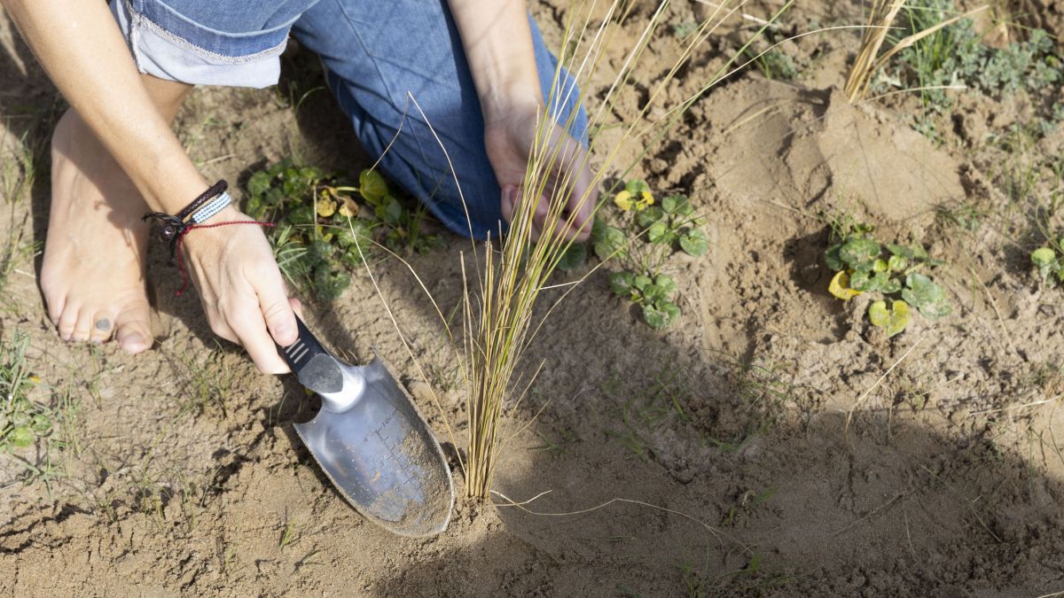 Plantacions, tortugues i microplàstics les platges metropolitanes preparen un cap de setmana d’activitats ambientals 1