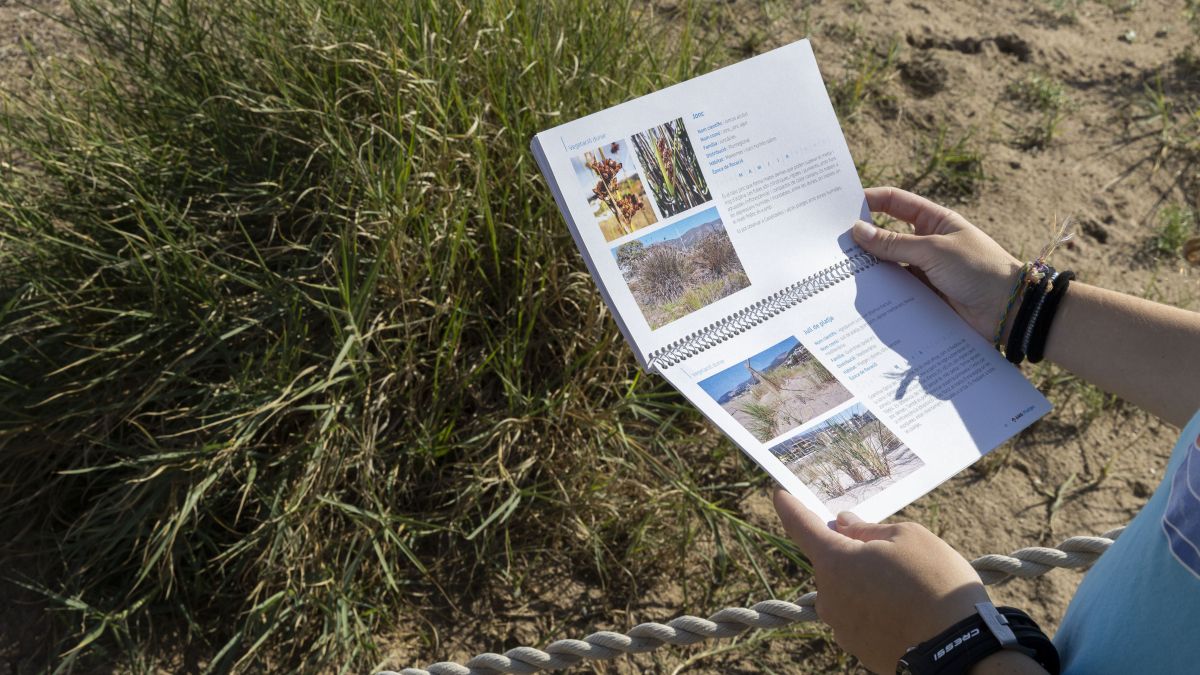 Plantacions, tortugues i microplàstics les platges metropolitanes preparen un cap de setmana d’activitats ambientals 2