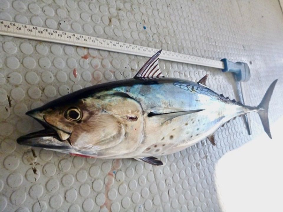 Nueva especie de atún | FOTO: IEO CSIC Málaga (Ruben Lechuga y Maco Gómez)