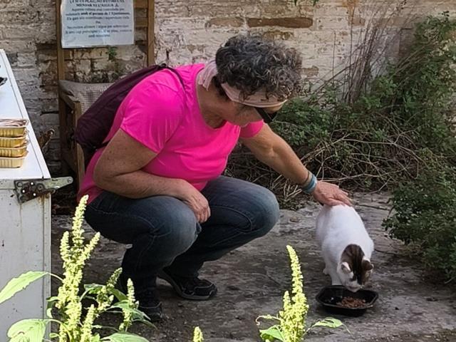 colònies felines a vilanova i la geltrú 1