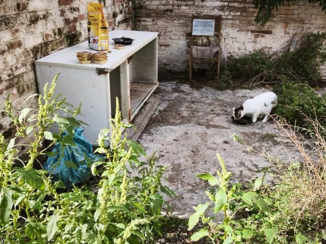 colònies felines a vilanova i la geltrú 2