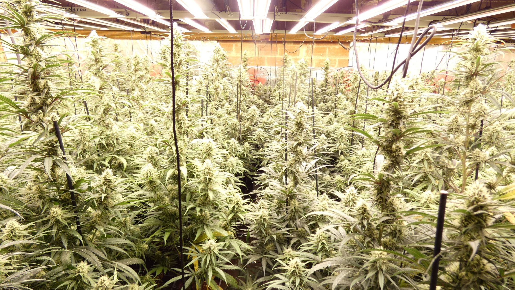 Plantació de marihuana desmantellada a Gavà