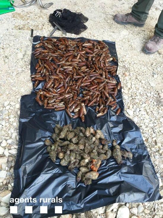 Robatori_Datils_Ametlla_Mar